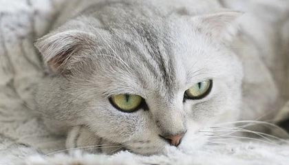 bob半岛体育官网：开启安全合规的娱乐新纪元