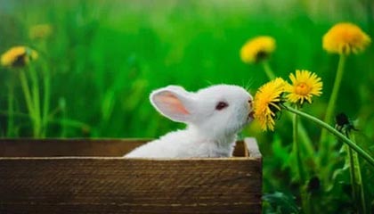 AG网址：开启值得信赖的线上娱乐新纪元